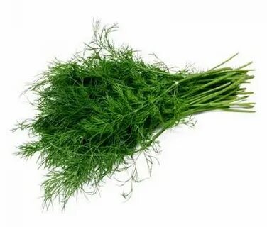 تصویر 4 از شوید خشک صادراتی + ارزان ترین قیمت